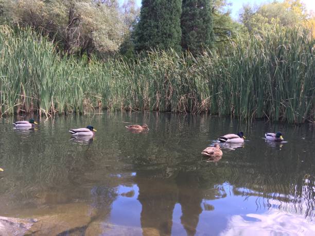 istock Lake in the park 860144924