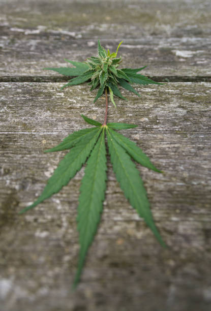istock Hemp (cannabis) bud - Ripe flower of marijuana on the table 860144952