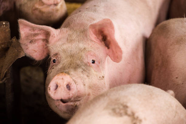 istock Pigs in a pigsty on a farm. 860145292