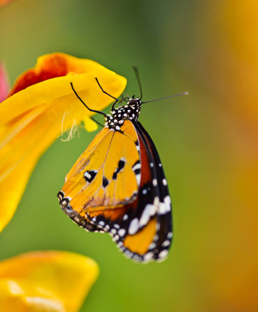 Beautiful Plain Tiger butterfly (Danaus chrysippus) perching on flower Beautiful Plain Tiger butterfly (Danaus chrysippus) perching on thumbergia mysorensis flower. Close-up. red routine land insects stock pictures, royalty-free photos & images
