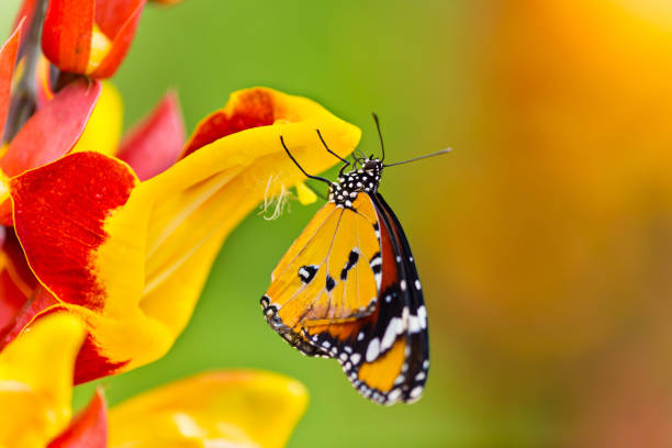 Beautiful Plain Tiger butterfly (Danaus chrysippus) perching on flower Beautiful Plain Tiger butterfly (Danaus chrysippus) perching on thumbergia mysorensis flower. Close-up. red routine land insects stock pictures, royalty-free photos & images