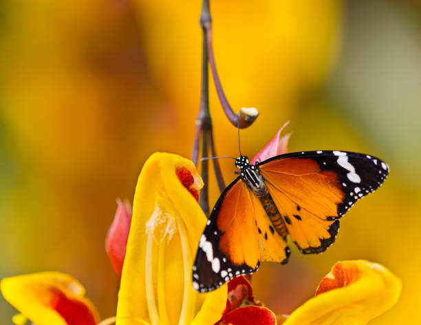 Beautiful Plain Tiger butterfly (Danaus chrysippus) perching on flower Beautiful Plain Tiger butterfly (Danaus chrysippus) perching on thumbergia mysorensis flower. Close-up. red routine land insects stock pictures, royalty-free photos & images