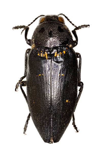 istock Metallic Wood-Boring Beetle on white Background  -  Buprestis cupressi (Germar, 1817) 860145928