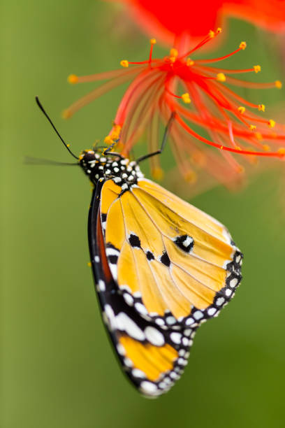 Beautiful Plain Tiger butterfly (Danaus chrysippus) perching on flower Beautiful Plain Tiger butterfly (Danaus chrysippus) perching on flower. Close-up. red routine land insects stock pictures, royalty-free photos & images