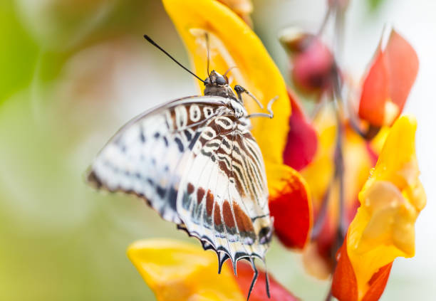 Beautiful Charaxes castor castor perching on flower Beautiful Charaxes castor castor perching on thumbergia mysorensis flower. Close-up. red routine land insects stock pictures, royalty-free photos & images