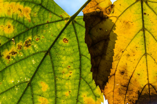 istock Yellowed leaves close-up 860148510