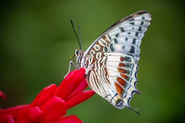 Beautiful Charaxes castor castor perching on red orchid flower Beautiful Charaxes castor castor perching on red orchid flower. Close-up. red routine land insects stock pictures, royalty-free photos & images