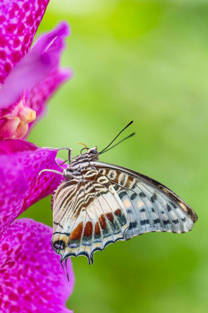 Beautiful Charaxes castor castor perching on orchid flower Beautiful Charaxes castor castor perching on orchid flower. Close-up. red routine land insects stock pictures, royalty-free photos & images
