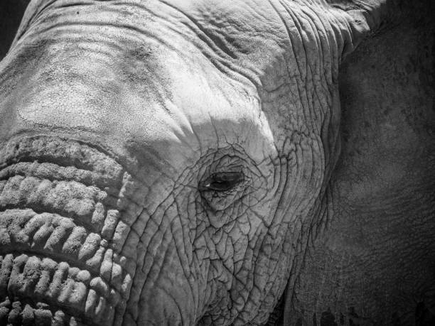istock Elephant walking in a nature reserve in South Africa 860148836