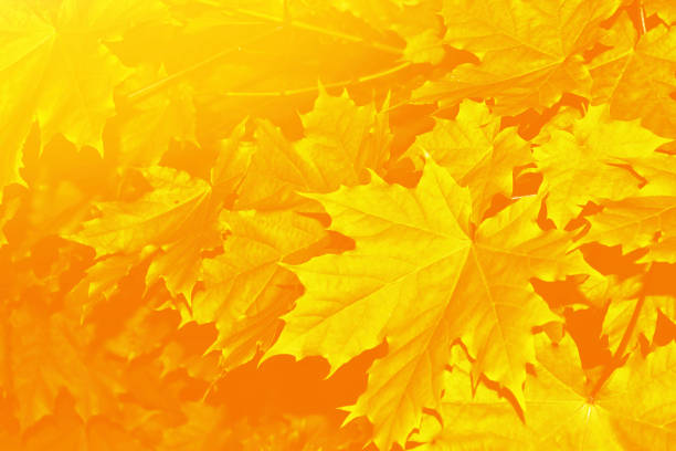 red dry autumn tree in light of sparkle sun