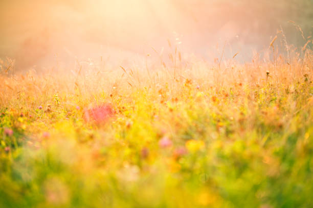 Meadow flowers in the morning sunlight in the defocus.
