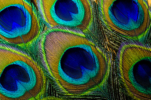 This is an extreme macro photo of some colorful green and vibrant peacock feathers.  I used special lighting to bring out the colors and feathery textures and patterns.