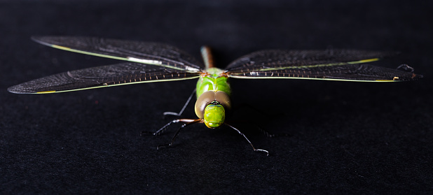 Close up macro image of a green dragonfly on a black background