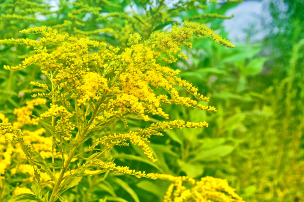 istock yellow flower. Blurred image of grass. 860152894