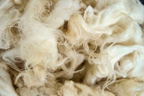 istock sheep wool, wool pictures, make quilts and pillows with natural wool, 860153228