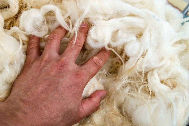istock sheep wool, wool pictures, make quilts and pillows with natural wool, 860153486