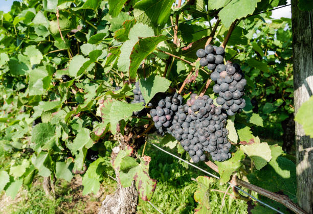 istock Vineyards Near Wiesbaden 860156488