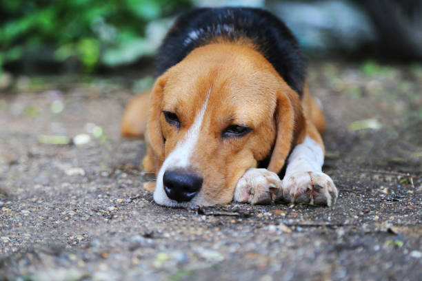 istock Beagle dog lying on the ground. 860158474