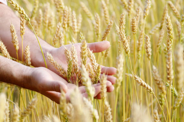 Wheat ears and the farmer hand. Harvest concept