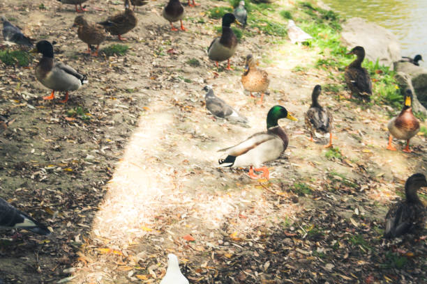 ducks and birds around the pond in Champagne countryside