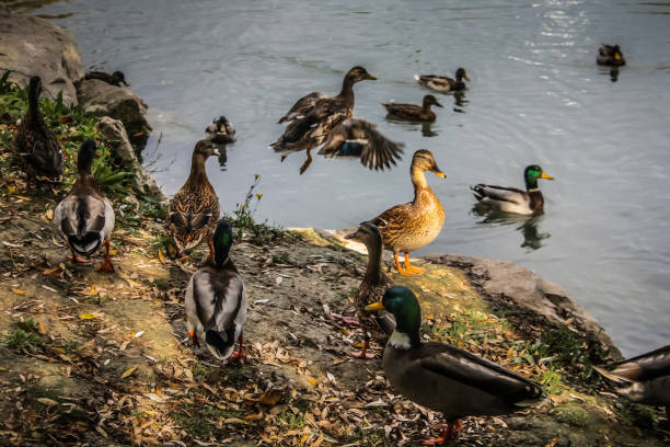 istock wildlife in Champagne countryside 860165232