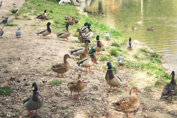 istock wildlife in Champagne countryside 860165262