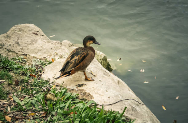 istock wildlife in Champagne countryside 860165634