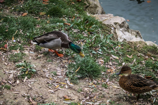 istock wildlife in Champagne countryside 860165736
