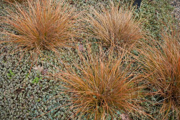 Carex buchananii Carex buchananii carex pluriflora stock pictures, royalty-free photos & images