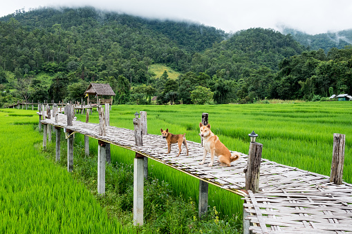 brown dogs siting on the bamboo bridge and green rice field.