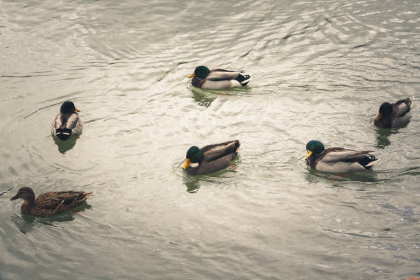 istock wildlife in Champagne countryside 860168668