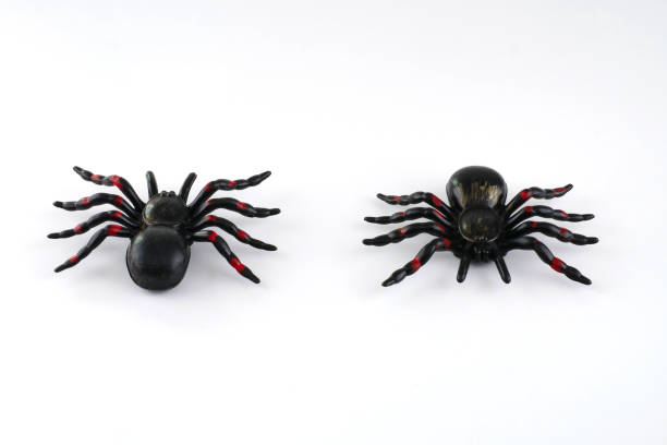 istock Toy spider for halloween decoration isolated on white background 860168672