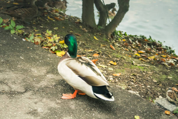 ducks and birds around the pond in Champagne countryside