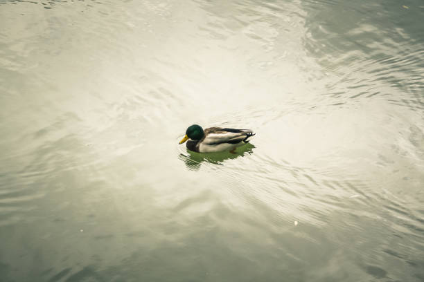 istock wildlife in Champagne countryside 860169494