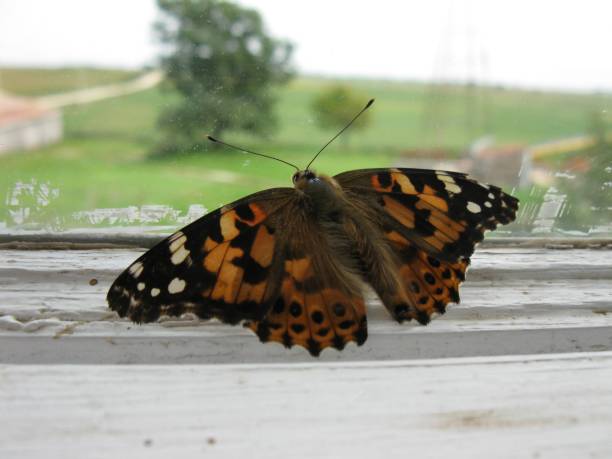 istock Butterfly on porch window 860172310