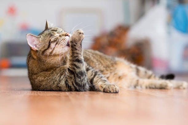 graue ausgewachsene katze liegt auf dem boden und leckt die pfoten - sich pflegen stock-fotos und bilder