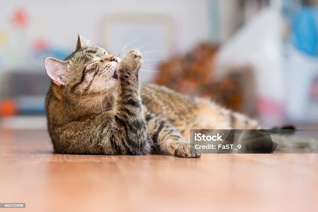 Gray adult cat lies on the floor and licks the paws Domestic Cat Stock Photo