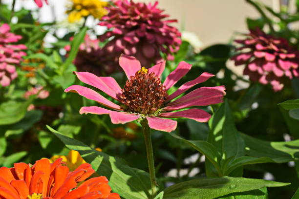 istock Beautiful zinnia flowers 860172928