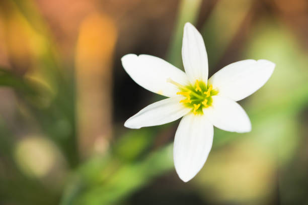 istock Close up white flower used for background 860175696