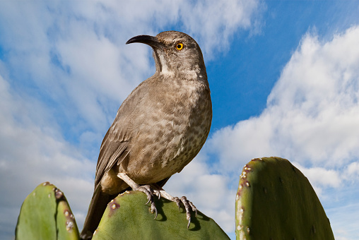 The Curve-Billed Thrasher (Toxostoma curvirostre) is a medium sized songbird that is native to the southwestern United States and much of Mexico. It is a non-migratory species living primarily in the desert environment. This bird was photographed on a prickly pear cactus in Bisbee, Arizona, USA.