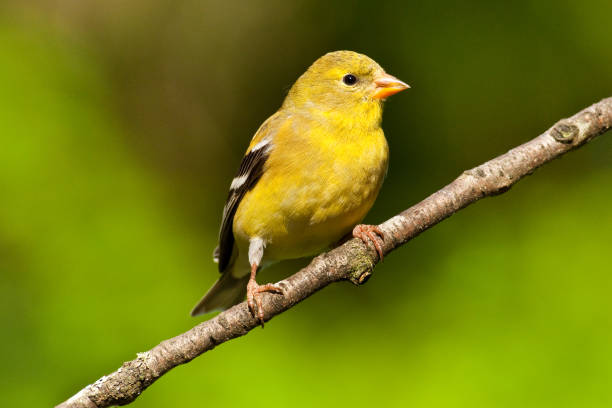 istock Female American Goldfinch 860178864