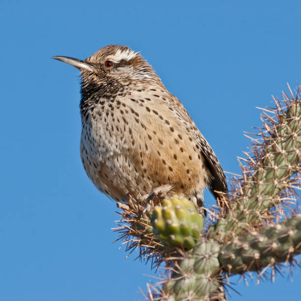 istock Cactus Wren the State Bird of Arizona 860179252
