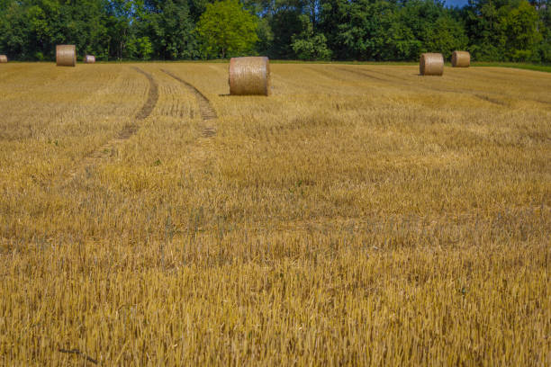 istock a scythed field  with straw bales 860182864