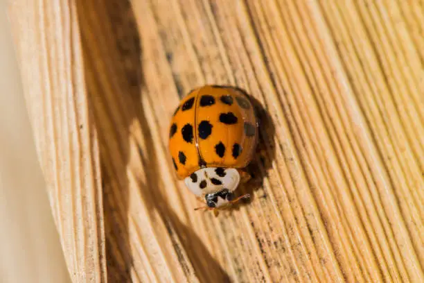 Photo of Asian Lady Beetle
