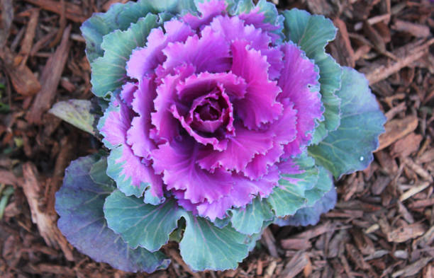 istock ornamental cauliflower in the garden 860187752
