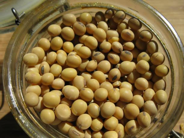 istock Close up of soybeans in a dish 860187826