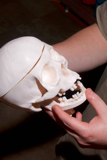 istock A young man holds a model of a human skull in his hands. 860191172