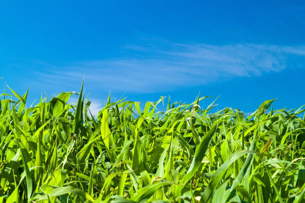 istock Green corn field growing up on blue sky 860192232