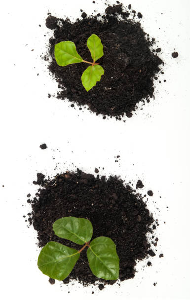 istock Young plant with green leaves in soil 860194690