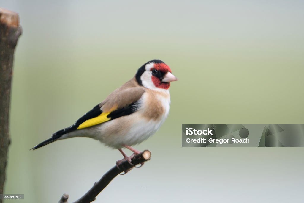 Goldfinch Goldfinch Lochwinnoch Animal Wildlife Stock Photo